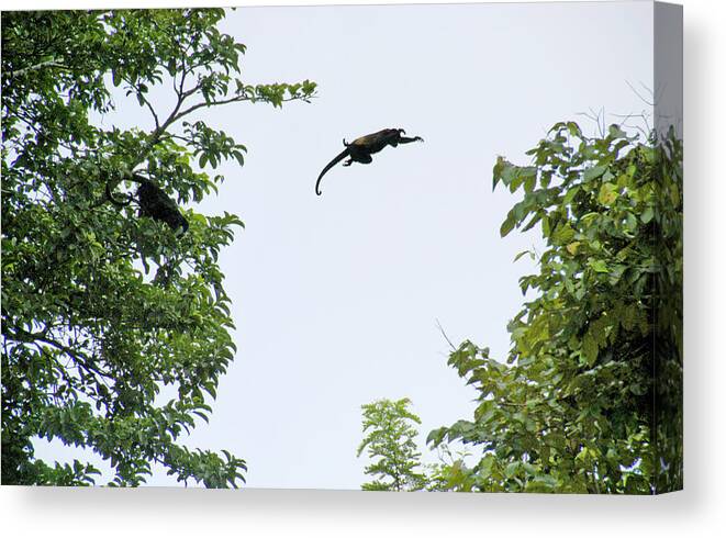 Monkey Canvas Print featuring the photograph Leaping Monkey by Ted Keller