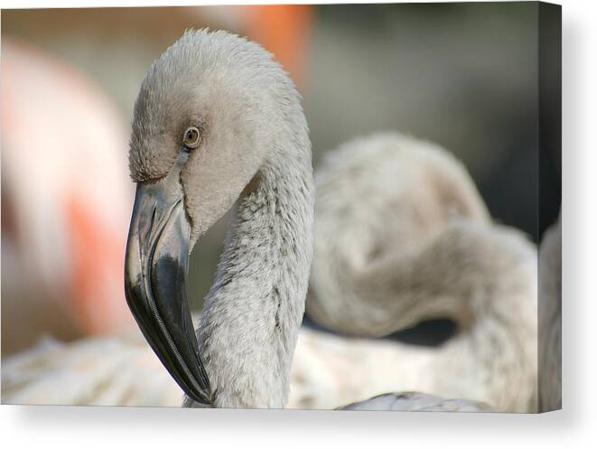 Young Chilean Flamingo Canvas Print featuring the photograph Learning The Ropes by Fraida Gutovich