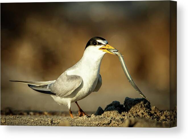 Tern Canvas Print featuring the photograph Lest Tern has dinner by Steven Upton