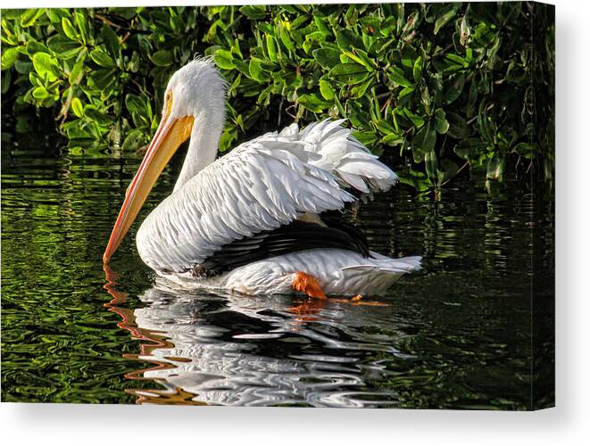 American White Pelican Canvas Print featuring the photograph Leaving Now by H H Photography of Florida by HH Photography of Florida