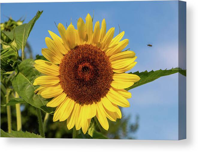 Sunflower Canvas Print featuring the photograph Lemon Queen After the Storm by Jeff Severson