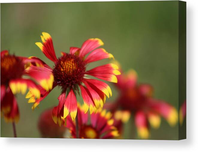 Coneflower Canvas Print featuring the photograph Lemon Yellow and Candy Apple Red Coneflower by Colleen Cornelius