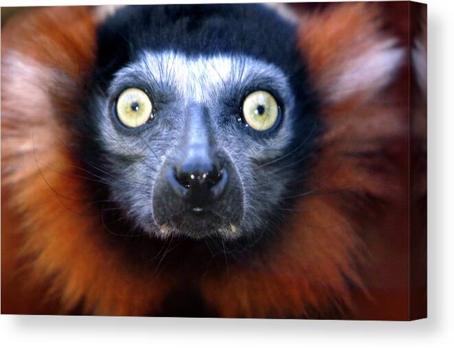 Animal Canvas Print featuring the photograph Lemur glare by Alan Look