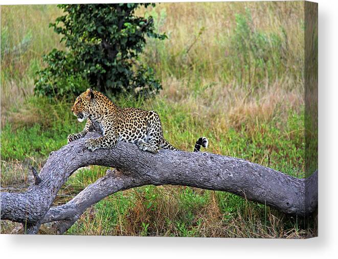 Leopard Canvas Print featuring the photograph Leopard - Botswana, Africa by Richard Krebs