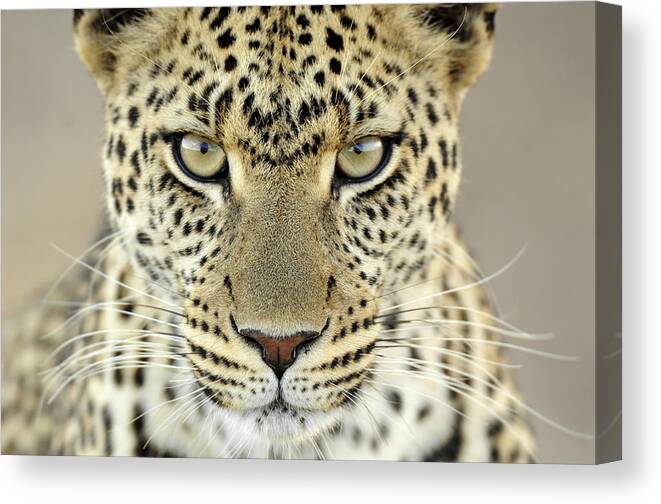 Fn Canvas Print featuring the photograph Leopard Panthera Pardus Female by Martin Van Lokven