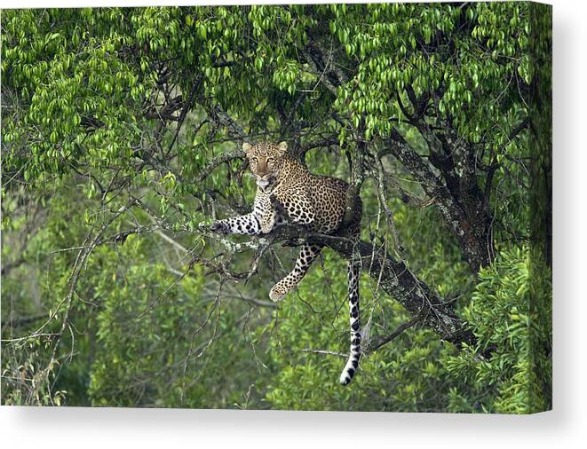 00442335 Canvas Print featuring the photograph Leopard Resting In Tree Masai Mara Kenya by Suzi Eszterhas