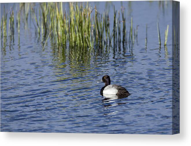 Lesser Canvas Print featuring the photograph Lesser Scaup adult male by David Watkins
