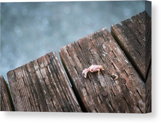 Animals Canvas Print featuring the photograph Life Abbreviated by Mary Lee Dereske