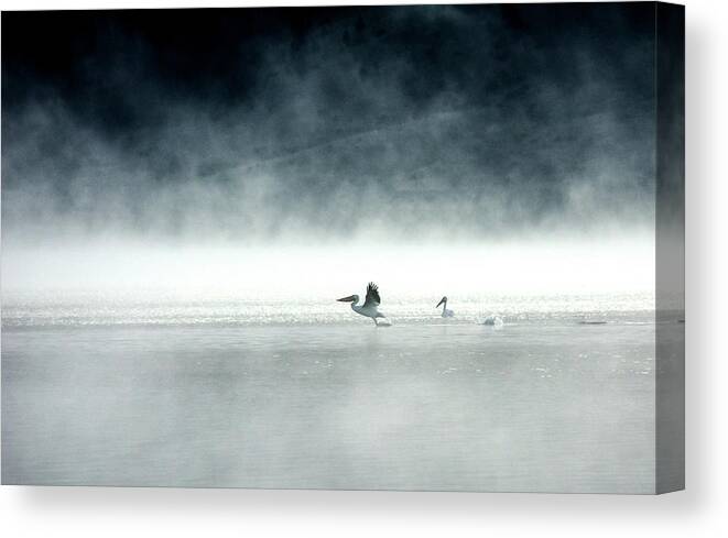 Pelicans Canvas Print featuring the photograph Lift-off by Brian N Duram
