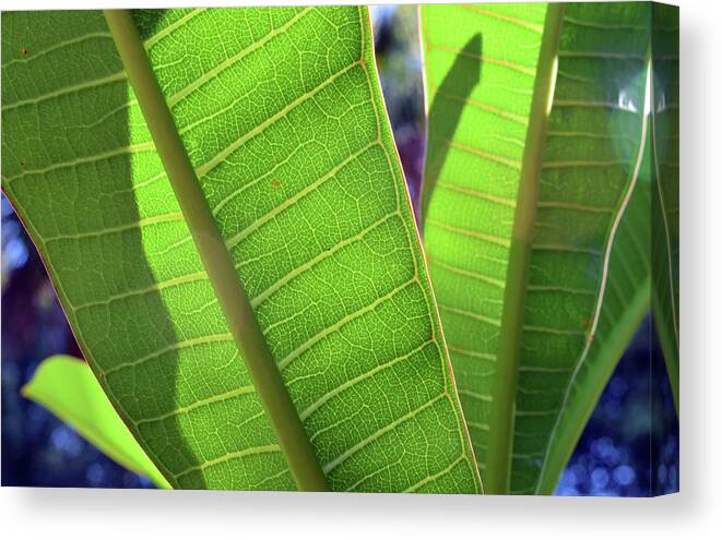 Photograph Canvas Print featuring the photograph Light and Shadows by Larah McElroy