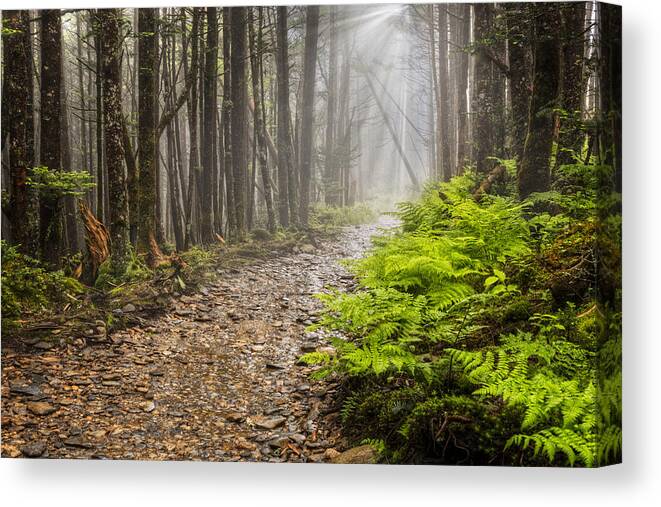 Trail Canvas Print featuring the photograph Light Beams by Debra and Dave Vanderlaan