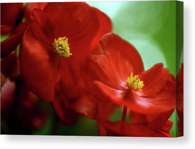 Begonia Canvas Print featuring the photograph Light Catcher by Wanda Brandon