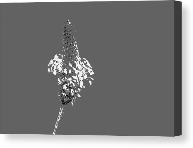 Flowers Canvas Print featuring the photograph Light Grey Plantain by Richard Patmore