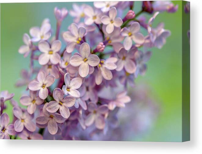 Lilac Canvas Print featuring the photograph Lilac Blossom II by Mary Anne Delgado