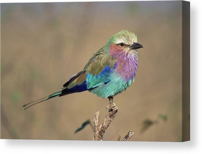 Mp Canvas Print featuring the photograph Lilac-breasted Roller Coracias Caudata by Gerry Ellis