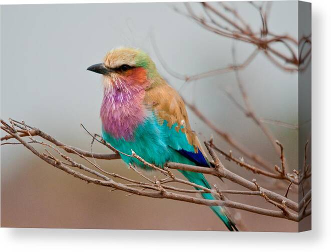 Art print POSTER CANVAS Lilac-Breasted Roller