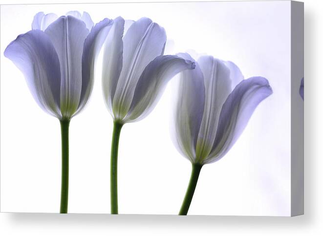 Tulips Canvas Print featuring the photograph Lilac Chiffon by Rebecca Cozart