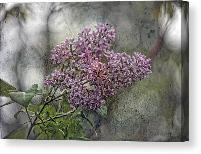 Lilac Canvas Print featuring the photograph Lilac Echo by Bonnie Bruno