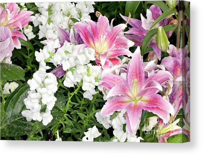 Pink Canvas Print featuring the photograph Lilies and Snapdragons by Anthony Totah