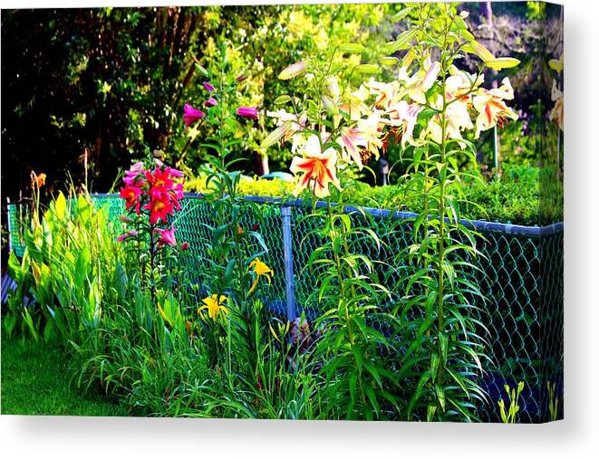 Lily Canvas Print featuring the photograph Lilies By The Fence by Cynthia Guinn