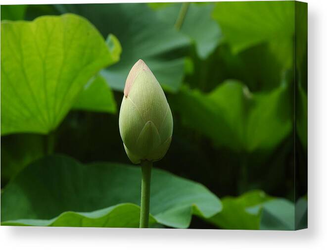 Digital Canvas Print featuring the photograph Lilly Bud by Kicking Bear Productions