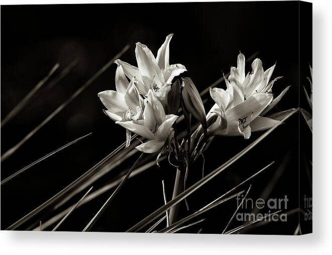 White Canvas Print featuring the photograph Lily in monochrome by Nicholas Burningham