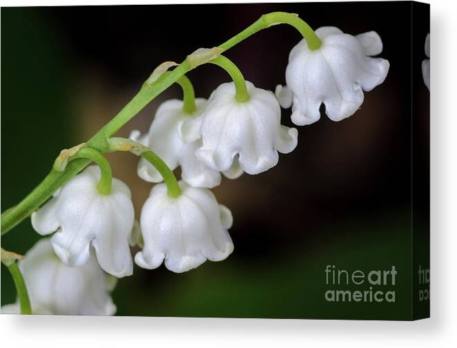 Lily Of The Valley Canvas Print featuring the photograph Lily Of The Valley Flowers by Tamara Becker