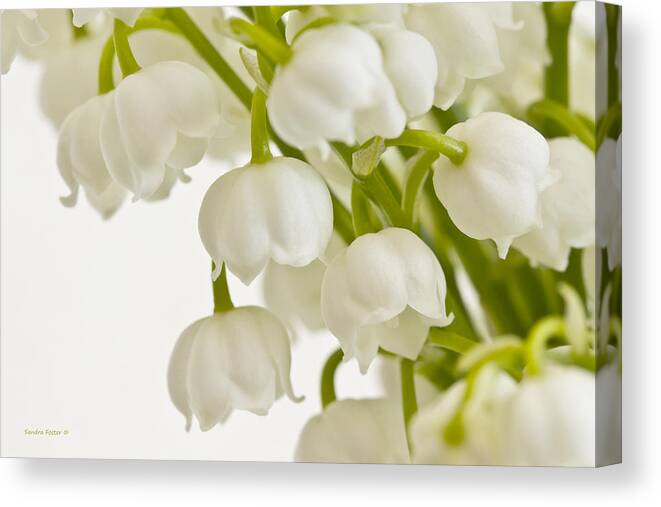 Lily Of The Valley Canvas Print featuring the photograph Lily Of The Valley by Sandra Foster