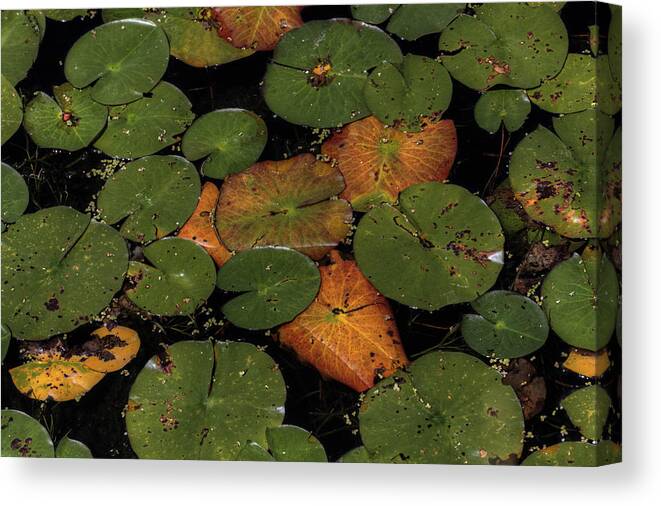 Nymphaeaceae Canvas Print featuring the photograph Lily Pads by Steve Gravano