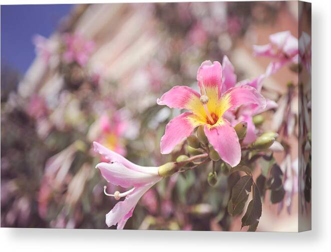 Pink Flowers Canvas Print featuring the photograph Lily Tree. Flowers of Malaga by Jenny Rainbow