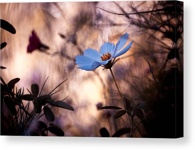 Flower Canvas Print featuring the photograph Indifference by Fabien Bravin