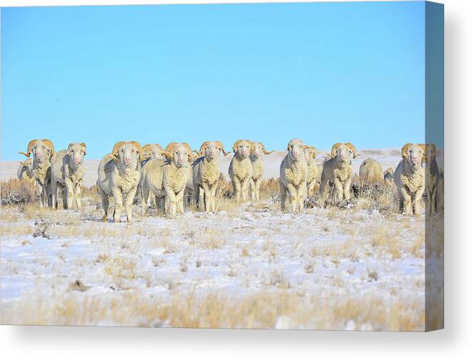 Amanda Smith Wyoming Photographer Canvas Print featuring the photograph Line em up Rams by Amanda Smith