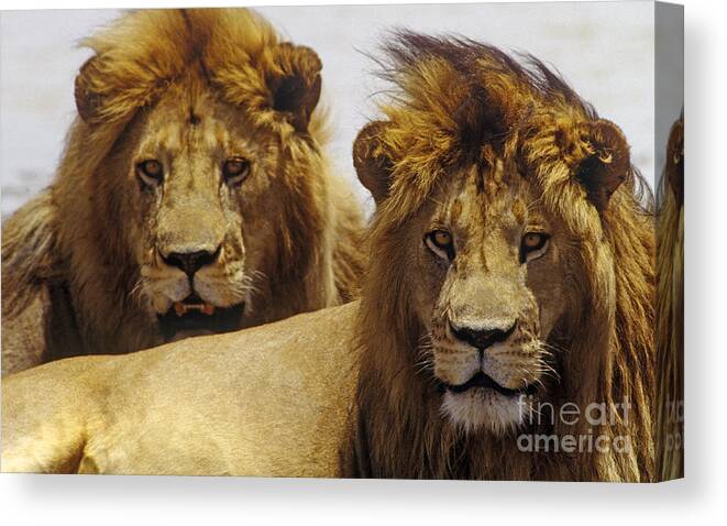 Tourism Canvas Print featuring the photograph Lion Brothers - Serengeti Plains by Craig Lovell