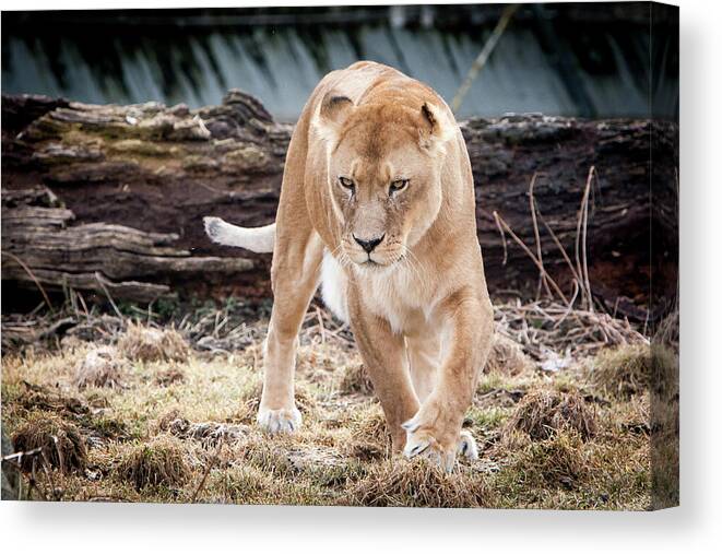 Germany Canvas Print featuring the photograph Lion Eyes by John Wadleigh