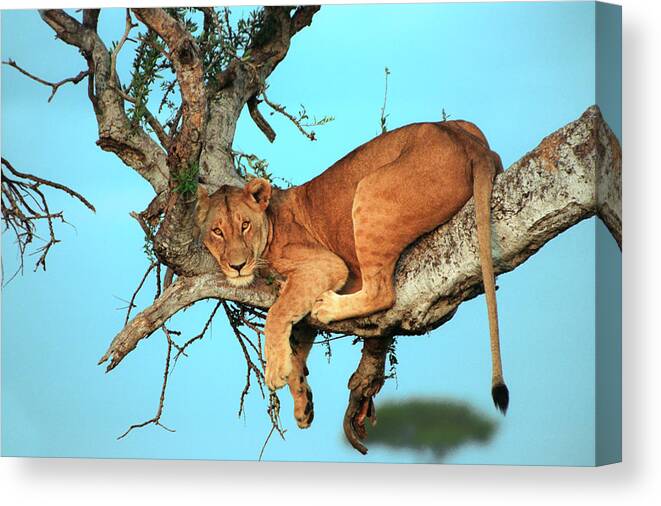 Africa Canvas Print featuring the photograph Lioness in Africa by Sebastian Musial