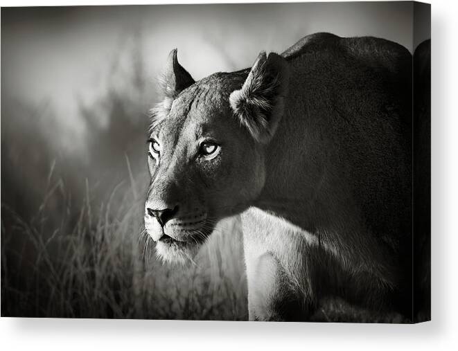 Lioness Canvas Print featuring the photograph Lioness stalking by Johan Swanepoel