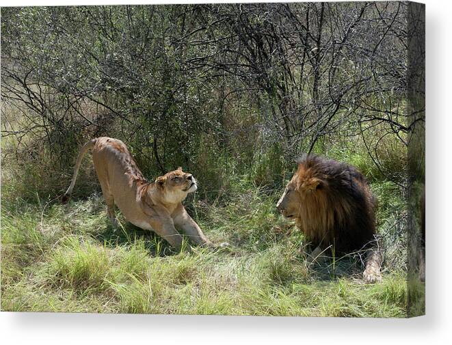 Africa Canvas Print featuring the photograph Lions by Adele Aron Greenspun