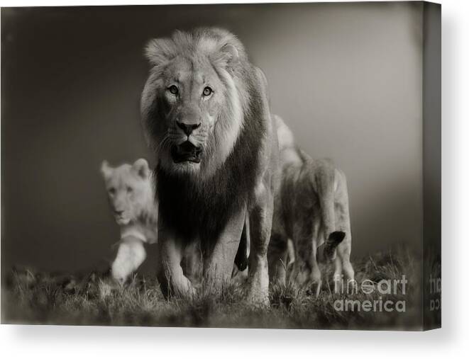 Lion Canvas Print featuring the photograph Lions on their way by Christine Sponchia