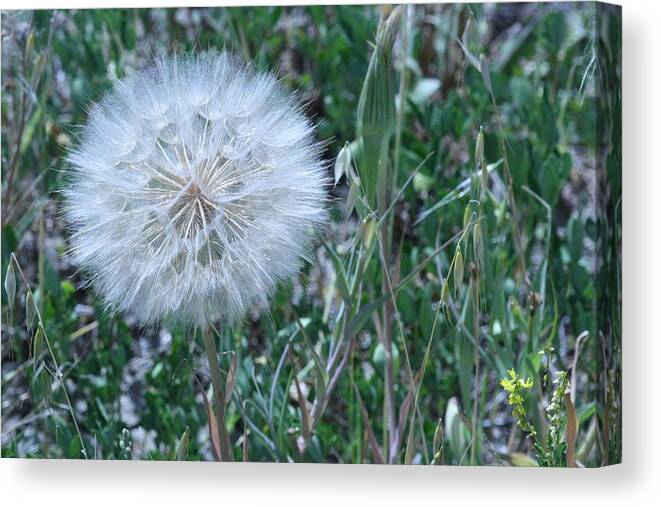 Floral Canvas Print featuring the photograph Lion's Tooth by Mary Mikawoz
