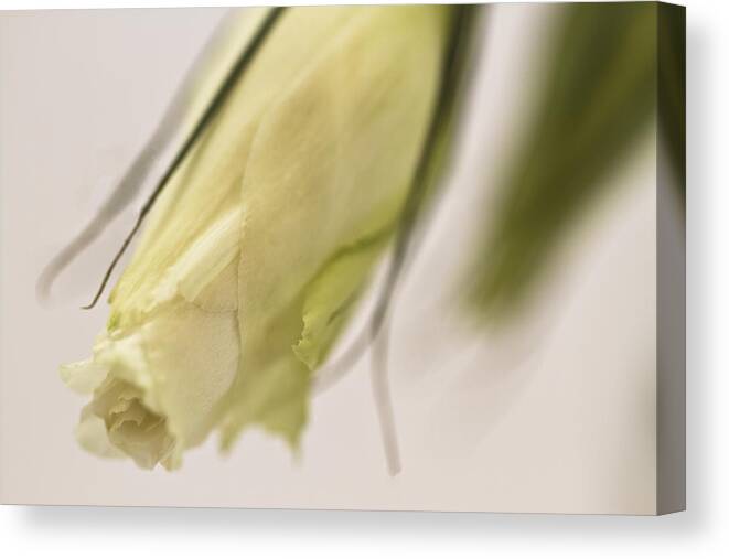 Lisianthus Canvas Print featuring the photograph Lisianthus Bud by Sandra Foster