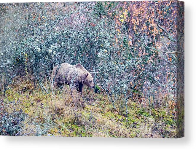 Bear Canvas Print featuring the photograph Listening Bear by Torbjorn Swenelius