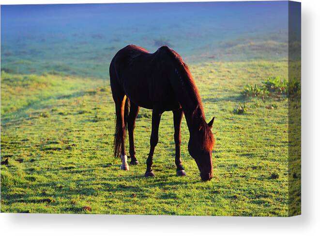 Jenny Rainbow Fine Art Photography Canvas Print featuring the photograph Lit with Golden Sun by Jenny Rainbow
