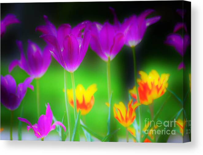 Flowers Canvas Print featuring the photograph Lite from Below by Merle Grenz