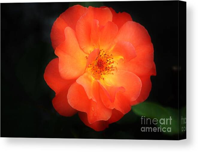 Flower Canvas Print featuring the photograph Lite up by Merle Grenz