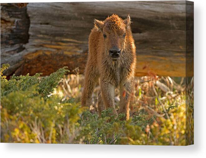 Bison Canvas Print featuring the photograph Little Buffalo by Sandy Sisti