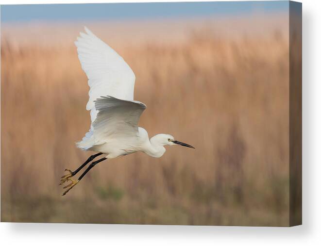 Litte Canvas Print featuring the photograph Little Egret by Wendy Cooper