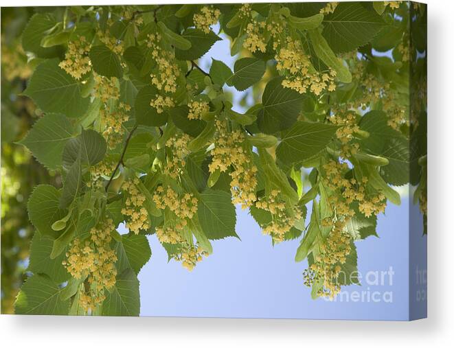 Little Leaf Linden Canvas Print featuring the photograph Little Leaf Linden by Inga Spence