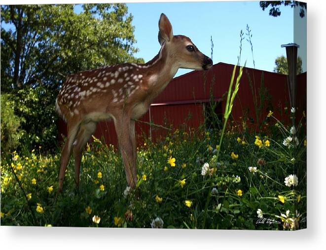 Deer Canvas Print featuring the photograph Little Lochem by Bill Stephens