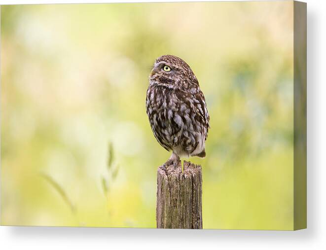 Owl Canvas Print featuring the photograph Little Owl Looking Up by Roeselien Raimond