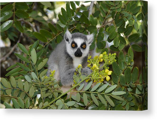 Madagascar Canvas Print featuring the photograph Little Ring-Tailed Lemur by Michele Burgess